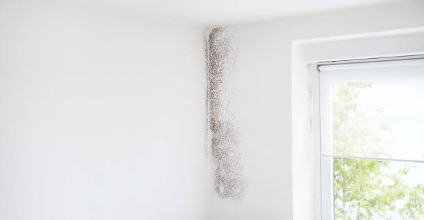 Best Mold Prevention Services  in Tipton, CA