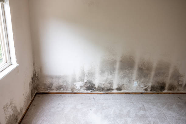  Tipton, CA Mold Removal Pros