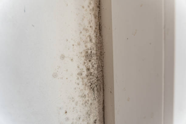 Forensic Mold Investigation in Tipton, CA