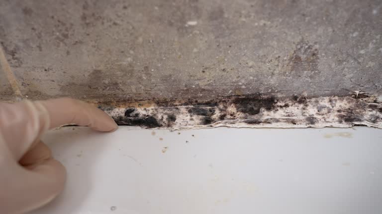 Environmental Consulting for Mold Prevention in Tipton, CA
